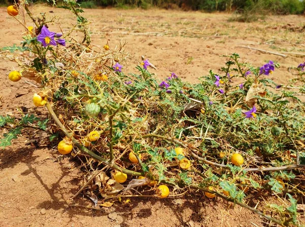 Breathing, heart disease and fever are cured with this Ayurvedic medicine.