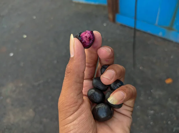 Jubun Jamun Frutas Jambolan São Frutas Estação Das Monções Benefícios — Fotografia de Stock