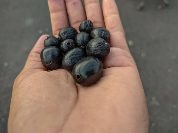 Jubun Jamun Jambolan Fruits Фрукты Сезона Муссонов Удивительные Полезные Свойства — стоковое фото