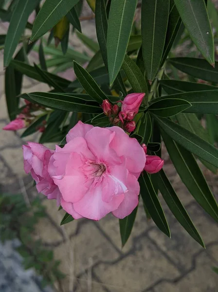 Beautiful Garden Pink Colour Flowers Plant — Stock Photo, Image