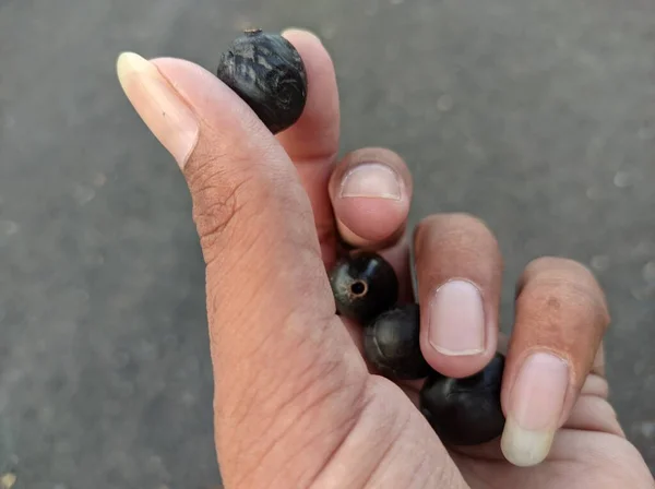 Jubun Jamun Jambolan Fruits Sono Frutti Stagione Monsonici Incredibili Benefici — Foto Stock