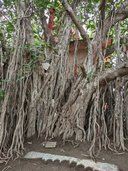 美しいインディアンの森 Old Ficus Tree — ストック写真