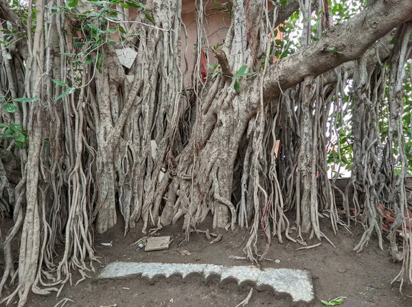 Een Prachtige Indian Forest Old Ficus Tree — Stockfoto