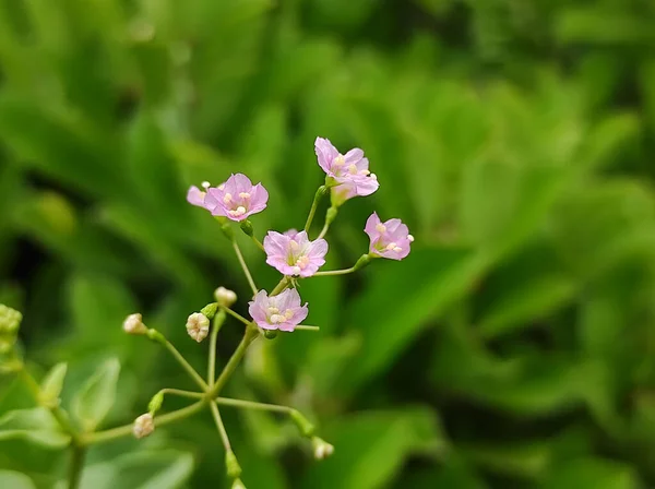 Eine Nahaufnahme Aufnahmen Amazing Pink Colour Flowers Plant — Stockfoto