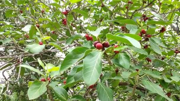 Die Früchte Dieses Baumes Sind Rot Gefärbt Dieser Baum Ist — Stockvideo