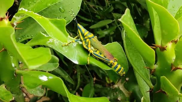 Insecten Van Dit Type Bijten Het Gewas Bederven Het Volledig — Stockvideo