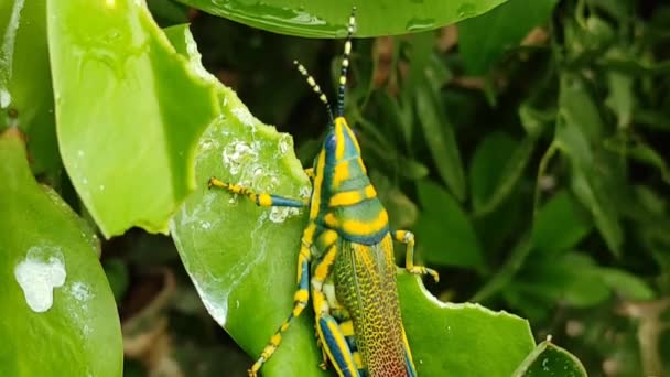 Insecten Van Dit Type Bijten Het Gewas Bederven Het Volledig — Stockvideo