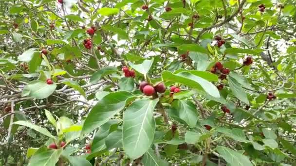 この木の果実は赤く色づいています この木は最も長い生きている木です — ストック動画