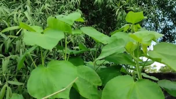 Atibala Een Kruid Het Een Groene Bossige Plant Atibala Boom — Stockvideo
