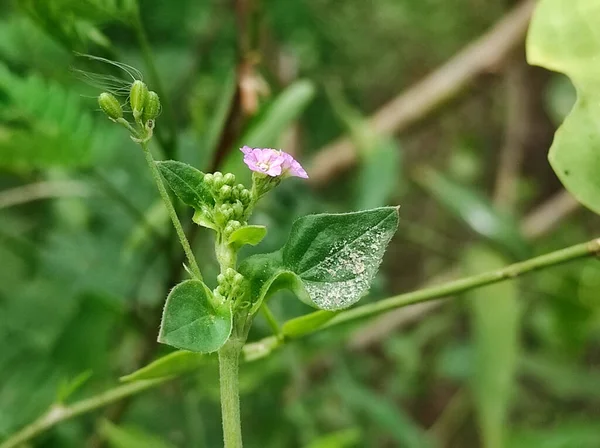 Contexto Desta Nomenclatura Adjetiva Puramente Científico Quando Planta Punarnava Seca — Fotografia de Stock