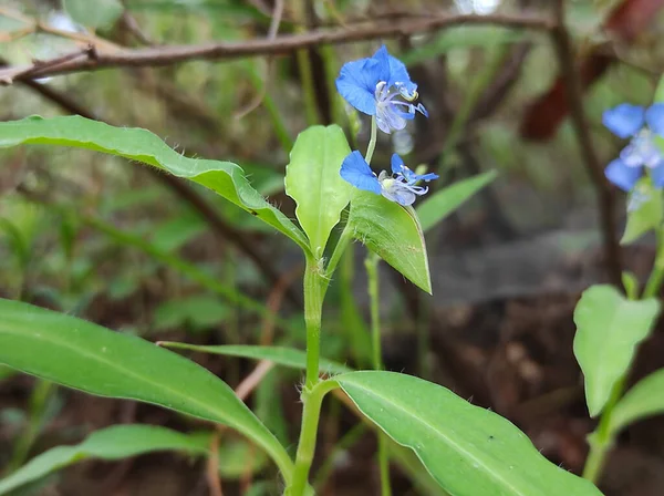 Planta Kanchant Largo Tiene Tallo Pulposo Temporada Del Monzón Esta —  Fotos de Stock