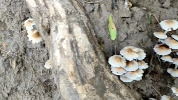 Closeup Schoten Witte Kleuren Mashroom — Stockvideo