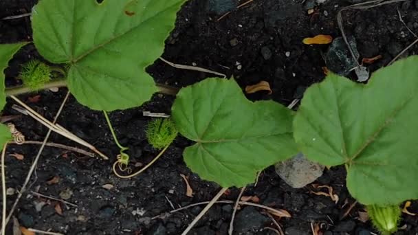 Sua Trepadeira Encontrada Nas Regiões Montanhosas Toda Índia Suas Flores — Vídeo de Stock