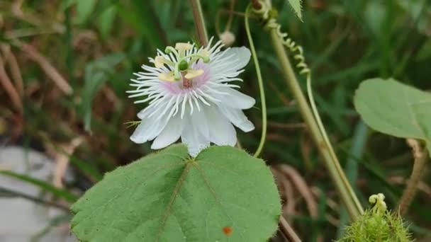 Sua Trepadeira Encontrada Nas Regiões Montanhosas Toda Índia Suas Flores — Vídeo de Stock