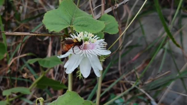 Sua Trepadeira Encontrada Nas Regiões Montanhosas Toda Índia Suas Flores — Vídeo de Stock