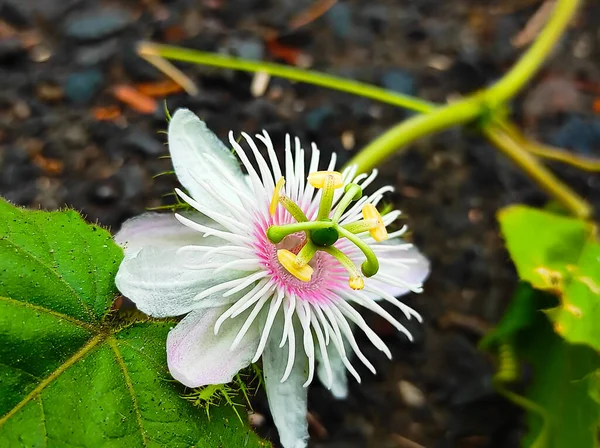 Closeup Shots Passion Flower  And Fruit Background Blur