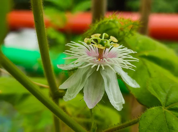 Closeup Shots Passion Flower  And Fruit Background Blur