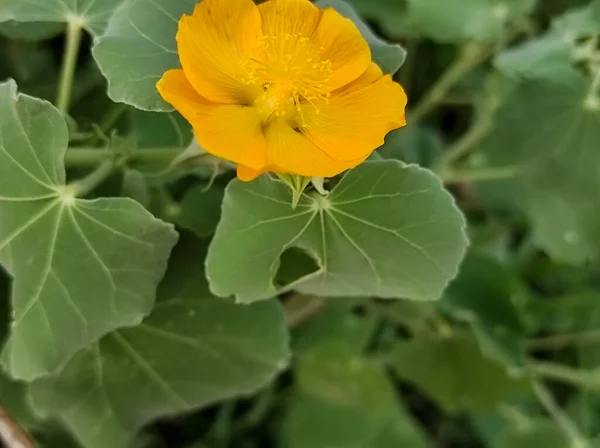 Atibala Είναι Φαρμακευτικό Φυτό Closeup Shot Φόντο Θολούρα — Φωτογραφία Αρχείου