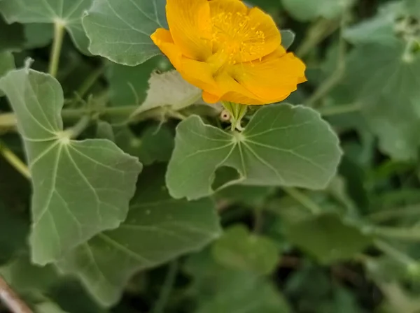 Atibala Είναι Φαρμακευτικό Φυτό Closeup Shot Φόντο Θολούρα — Φωτογραφία Αρχείου
