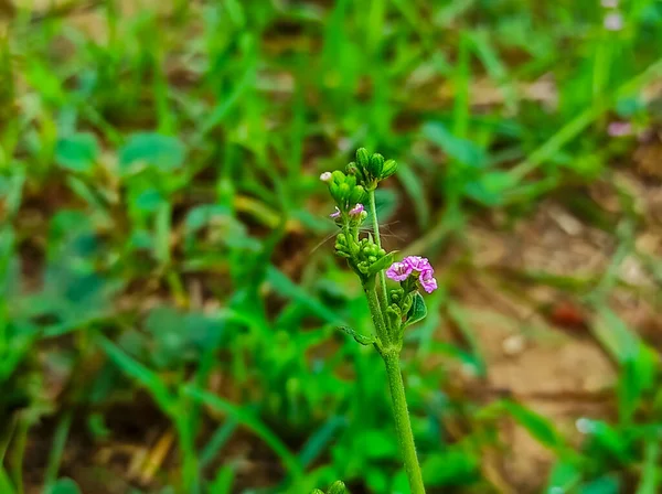 Primo Piano Colpo Punarnava Pianta Sfondo Sfocatura — Foto Stock