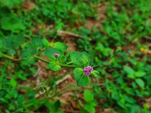 Closeup Shot Punarnava Plant Background Blur — Stock Photo, Image