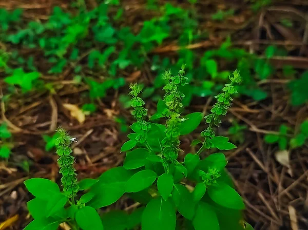 Primo Piano Colpo Comune Sweet Basil Sfondo Sfocatura — Foto Stock