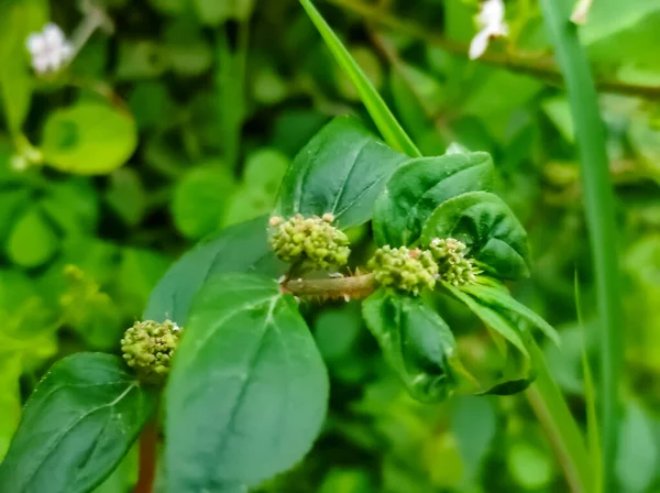 Při Rozbíjení Mléčné Trávy Vytéká Mléčně Bílá Hmota Proto Říká — Stock fotografie