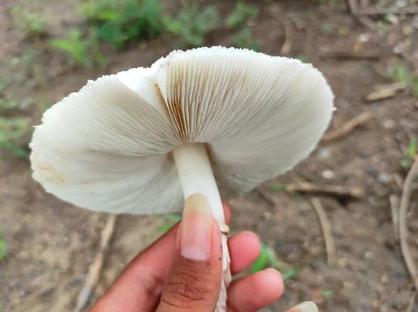 Primer Plano Shot Champiñón Creciendo Desde Suelo Durante Temporada Lluvias — Foto de Stock