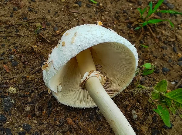 Closeup Shot Mushroom Growing Ground Rainy Season — Stock Photo, Image