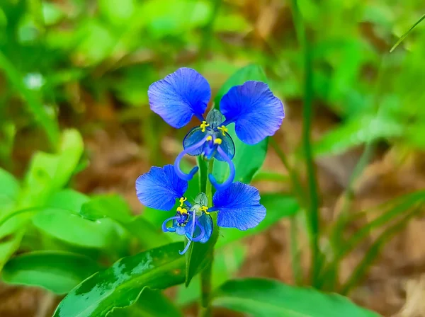 Gros Plan Kanchat Fleur Plante Fond Flou — Photo