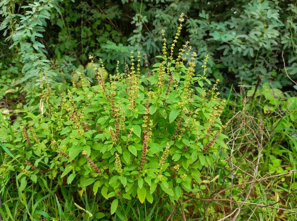 Zbliżenie Shot Common Sweet Basil Tle Rozmycia — Zdjęcie stockowe