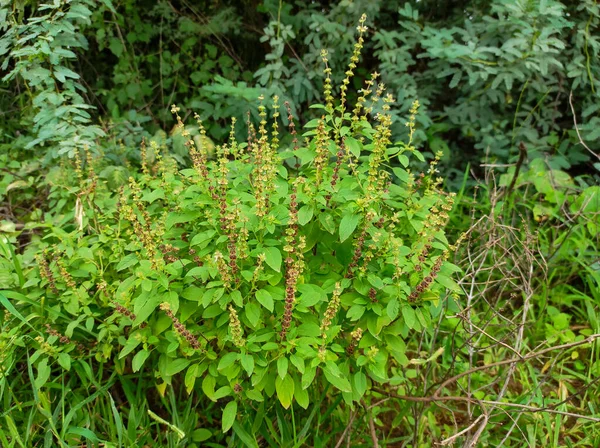 Primer Plano Plano Común Dulce Albahaca Fondo Desenfoque —  Fotos de Stock