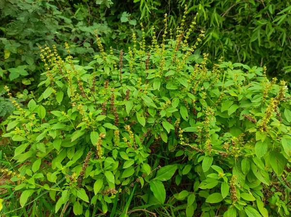 Closeup Shot Common Sweet Basil Background Blur — Stock Photo, Image