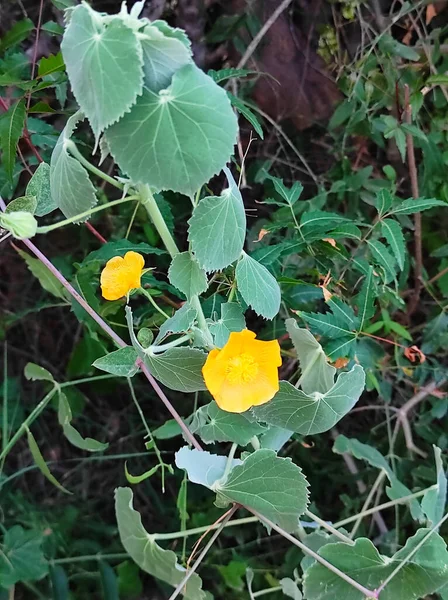 Atibala Είναι Ένα Φυτό Ayurvedic Ιατρική Κοντινό Πλάνο Θόλωμα Φόντου — Φωτογραφία Αρχείου