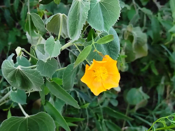 Atibala Een Ayurvedische Medicijnplant Close Shot Achtergrond Vervaging Selectieve Focus — Stockfoto