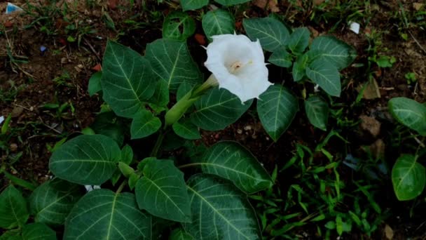 Dhatura Flower Plant Closeup Shot Selective Focus — Stock Video