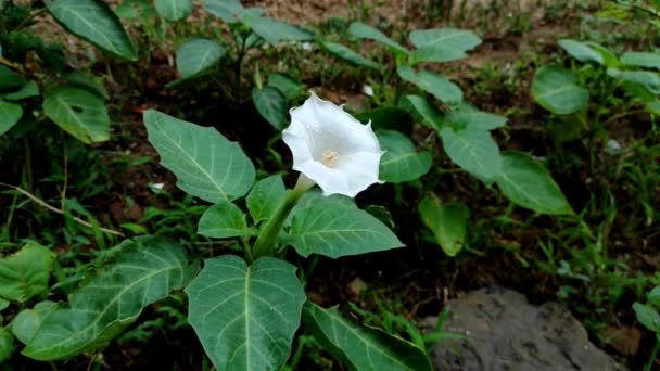 Dhatura Flower Plant Closeup Shot Selective Focus — Stock Video