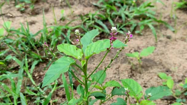 Planta Kanjaro Planta Medicinal — Vídeos de Stock