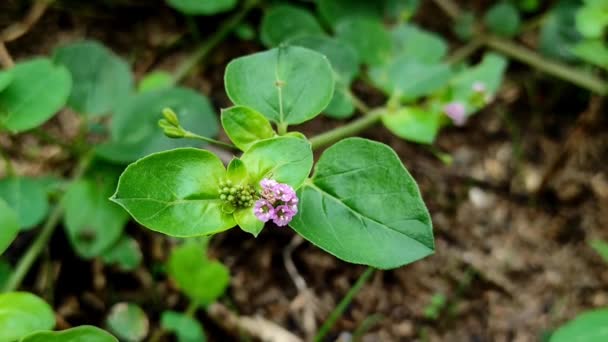 Boerhavia Diffusa Virág Gyümölcs Gyógynövény — Stock videók