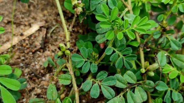 Växt Från Birdsville Indigo Ayurvedic Medicine Plant — Stockvideo