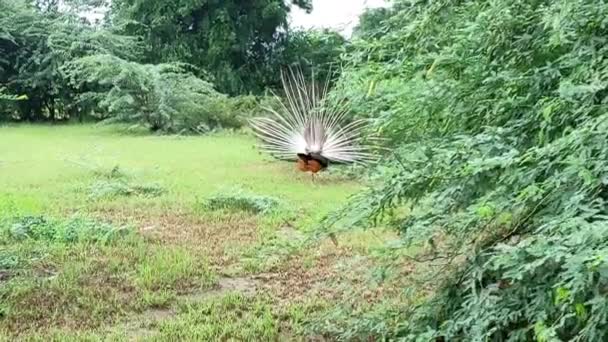 Peacocks Vogel Video Beelden Close Schot — Stockvideo