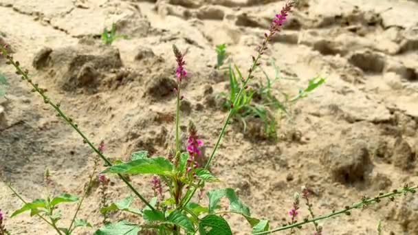 Kanjaro Plante Est Plante Médicinale — Video