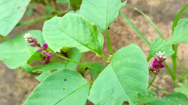 Φυτό Kanjaro Είναι Φαρμακευτικό Φυτό — Αρχείο Βίντεο