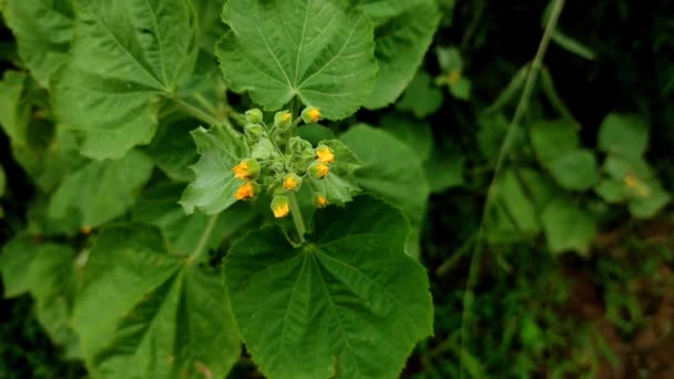 Abutilon Indicum Växtnärbild Skott — Stockvideo