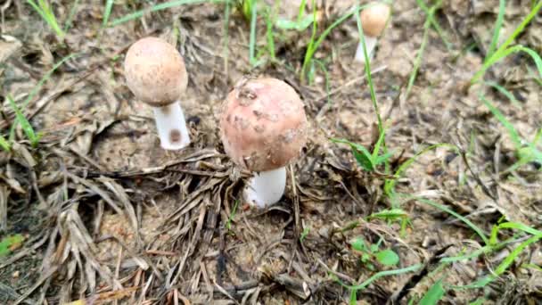 Indian Village Farm Mashroom Food — Stock video