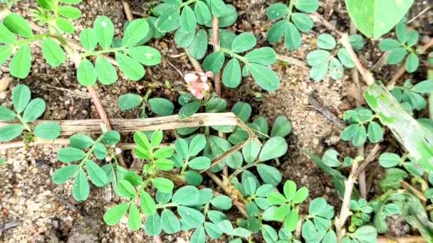 Nahaufnahme Schuss Von Hamsapadi Medizin Blütenpflanze — Stockvideo