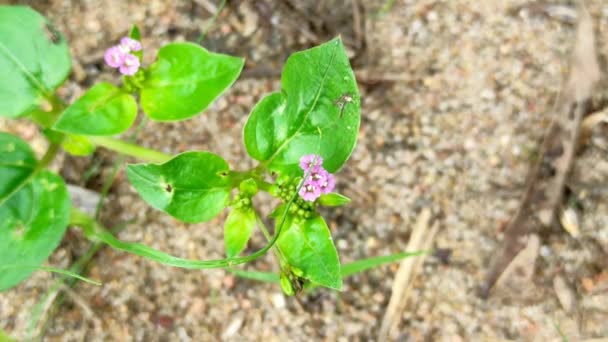 Primer Plano Punarnava Flor Planta — Vídeo de stock