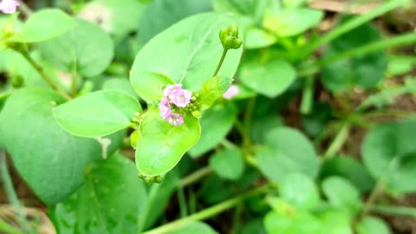 Κοντινό Πλάνο Του Φυτού Λουλουδιών Punarnava — Αρχείο Βίντεο