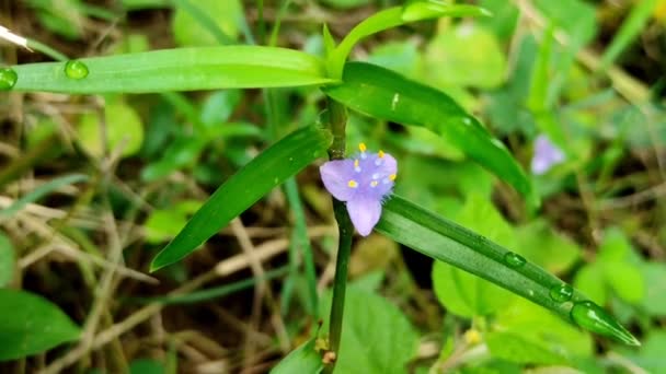 Primer Plano Cyanotis Cristata Flower Plant — Vídeo de stock