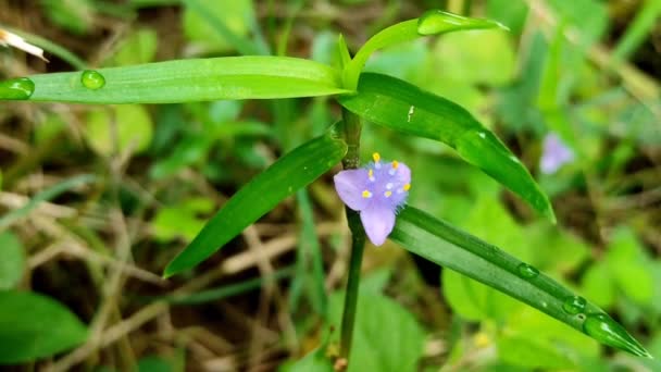 Primer Plano Cyanotis Cristata Flower Plant — Vídeo de stock